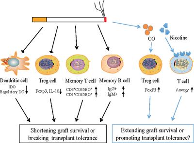 Effects of Cigarette Smoking Frontiers | Cigarette Smoke Induction